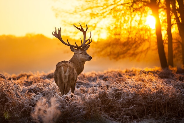 Foto edelhert in de ochtendzon