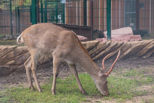 Edelhert loopt en eet gras in de natuur