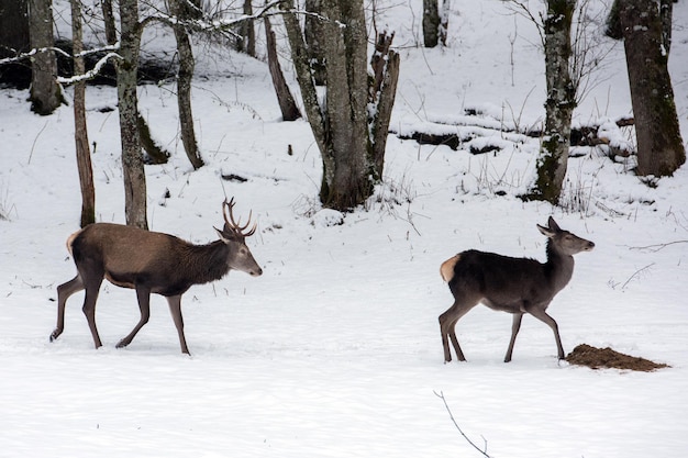 Edelhert op sneeuw achtergrond