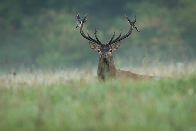 Edelhert staande op weide in de zomer ochtend natuur