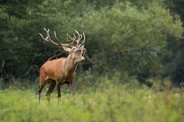 Edelhert uitdagend op weide in herfstpaarseizoen