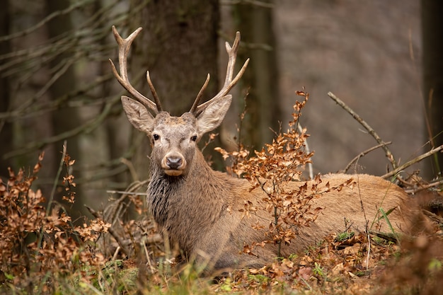 Edelherten, cervus elaphus, liggend in het bos van de herfst.