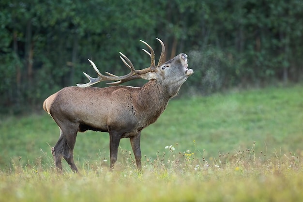 Edelherten die damp uitademen op grasland in de herfstnatuur