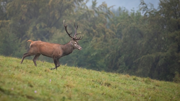 Edelherten in beweging op groene weide in de herfstmist