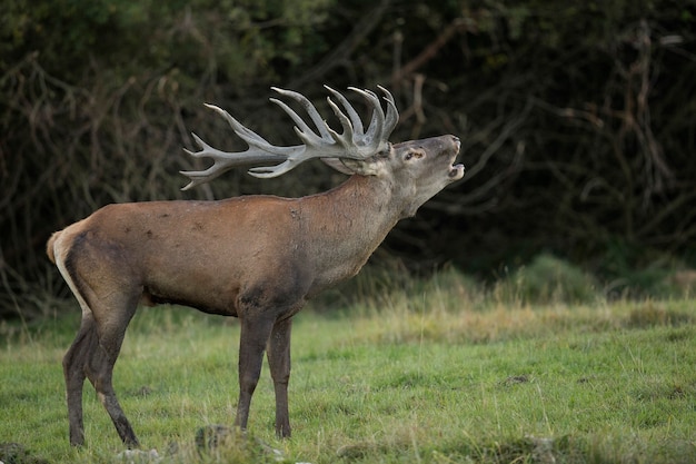 Edelherten in de natuurhabitat tijdens de herten sleur Europese dieren in het wild