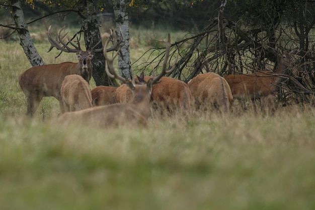 Edelherten in de natuurhabitat tijdens de hertensleur