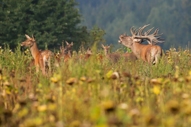 Edelherten in de natuurhabitat tijdens de hertensleur