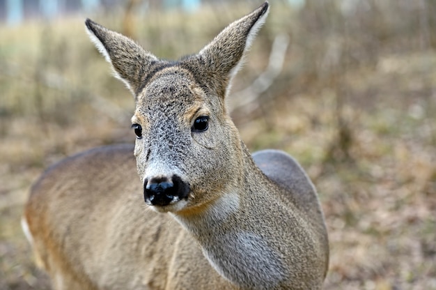 Edelherten in hun natuurlijke habitat