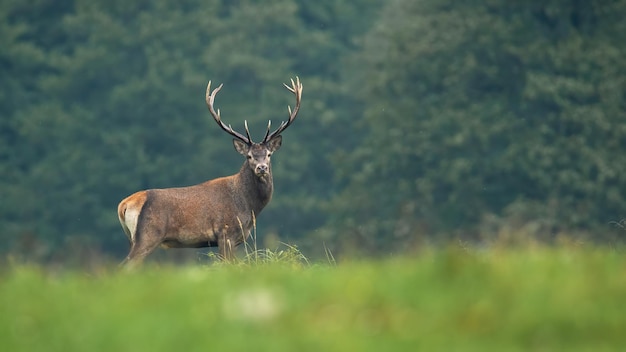 Edelherten kijken naar de camera op weide in de herfst