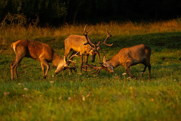 Edelherten op de groene achtergrond tijdens de hertensleur in de natuurhabitat