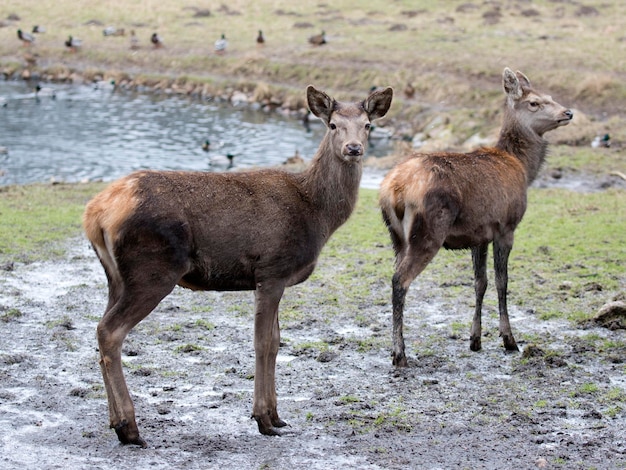 Edelherten op een open plek in het wild