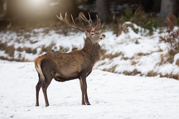 Edelhertenhert dat hoofd met gewei hoog houdt en nieuwsgierig kijkt in de winter