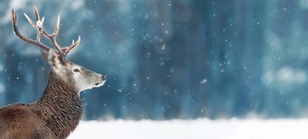 Edelhertenmannetje in de wintersneeuwbos Winterkerstbanner Vrije ruimte voor tekst