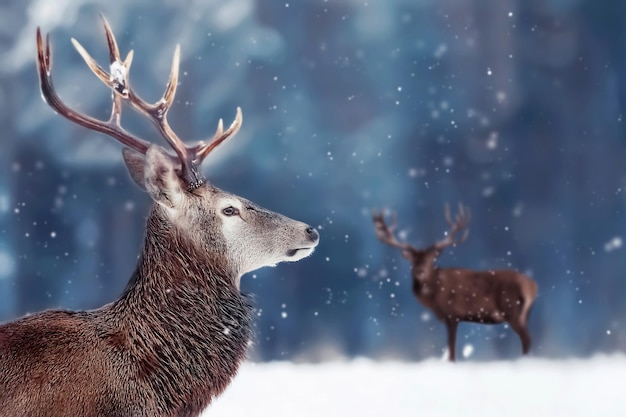 Edelhertenmannetje in het bos van de wintersneeuw Winterkerstafbeelding Vrije ruimte voor tekst