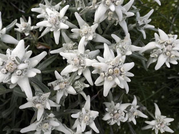 Edelweiss alpiene sterbloem in dolomiet