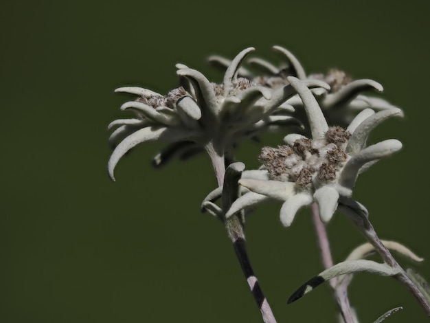 Edelweiss alpine ster bloem detail close-up