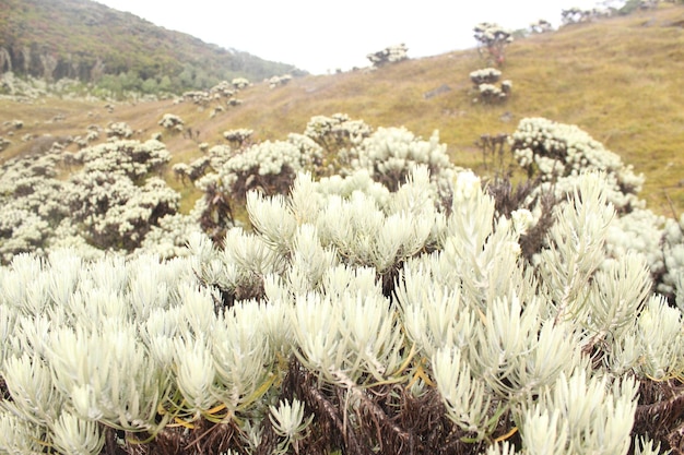 Edelweiss field in Mountain Gede Pangrango National Park, West Java, Indonesia