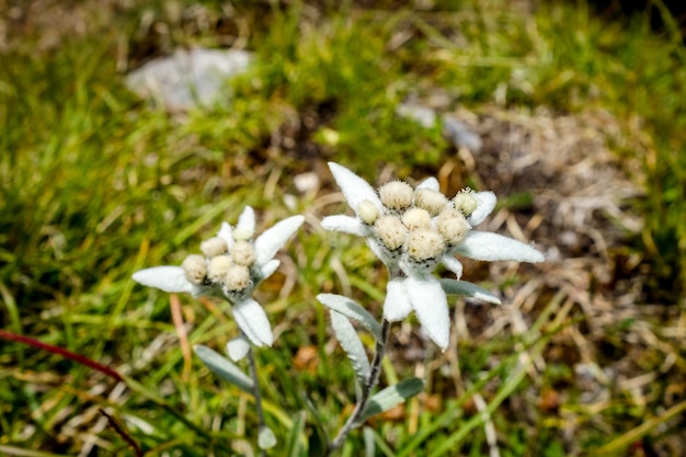 エーデルワイスの花はフランスのビューをクローズアップ