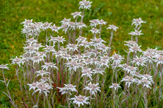 Edelweiss flowers