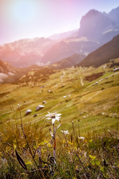 Foto edelweiss op de bergen dolomieten en uitzicht op de vallei, italië. seceda