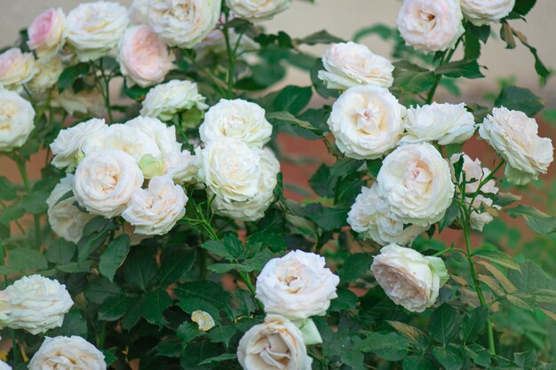 Eden roze bloem. eden roze met natuurlijk groen