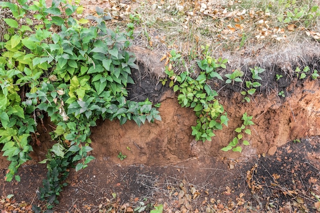 The edge of the clay ravine is overgrown with green ivy and grass The texture and pattern of soil