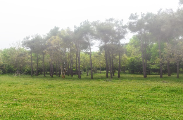 Edge of forest, pine trees in fog