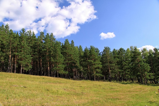 The edge of forest