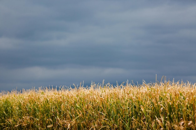 Edge of a large corn maze on midwest farm.