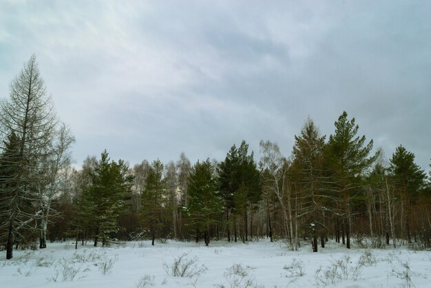 Edge of a mixed winter forest under a cloudy sky