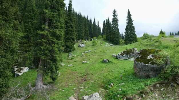 Edge of mountain forest with boulders