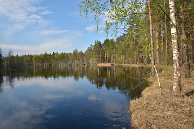 The edge of a pine forest on the banks of the river in may