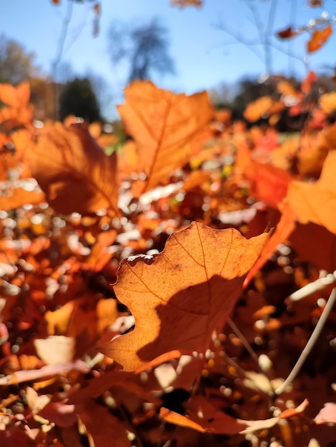 The edge of a redorangebrown oak leaf on background of many blurred oak leaves of small young sprout