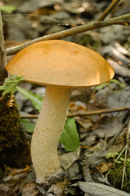 An edible aspen mushroom growing in the forest Mushrooms in the forest Mushroom picking