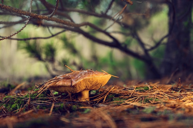 Edible butterdish mushroom in a forest clearing