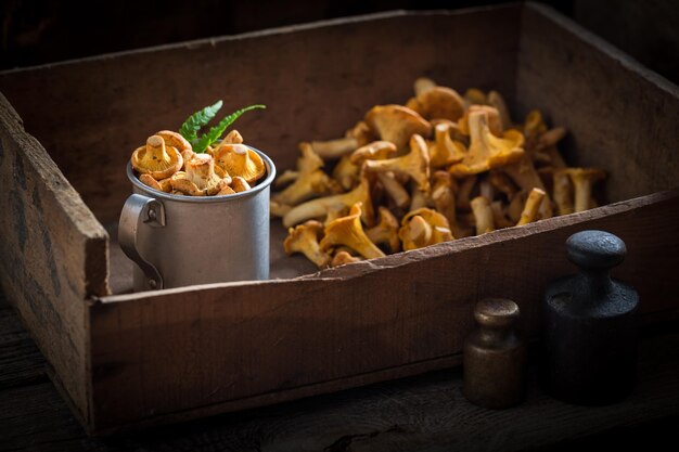 Edible chanterelles straight from the forest in summer