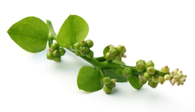 Edible flowers and leave of Basella alba or malabar spinach