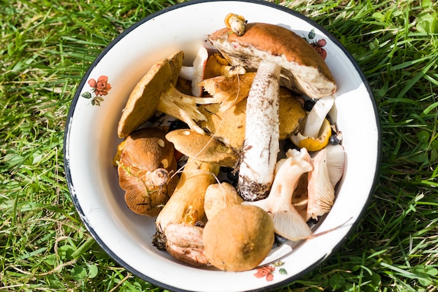 Edible forest mushrooms in metal bowl on green grass in summer