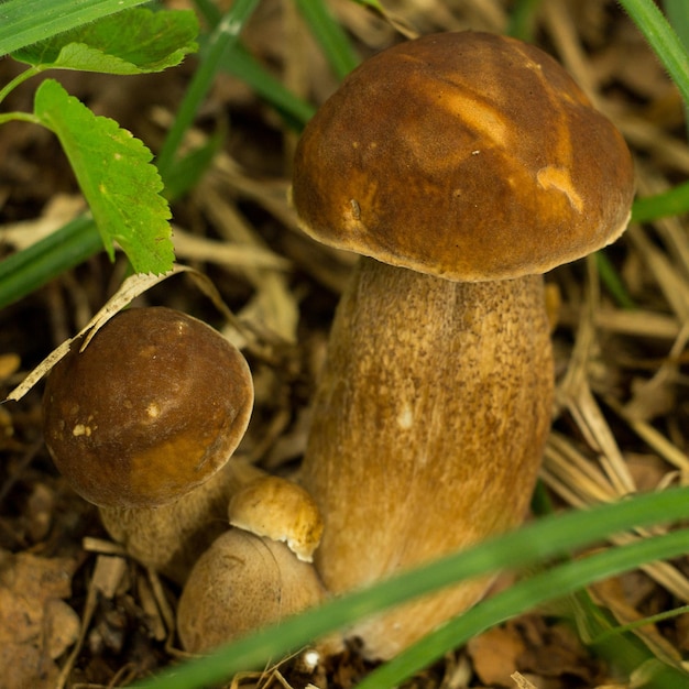 Edible forest mushrooms penny bun, known as cep or porcino