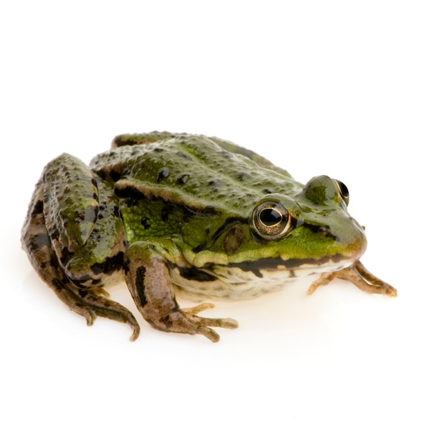 Edible Frog in front of a white background