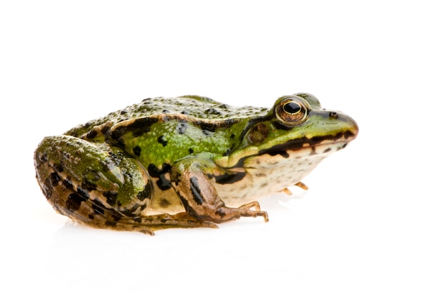 Edible Frog in front of a white background