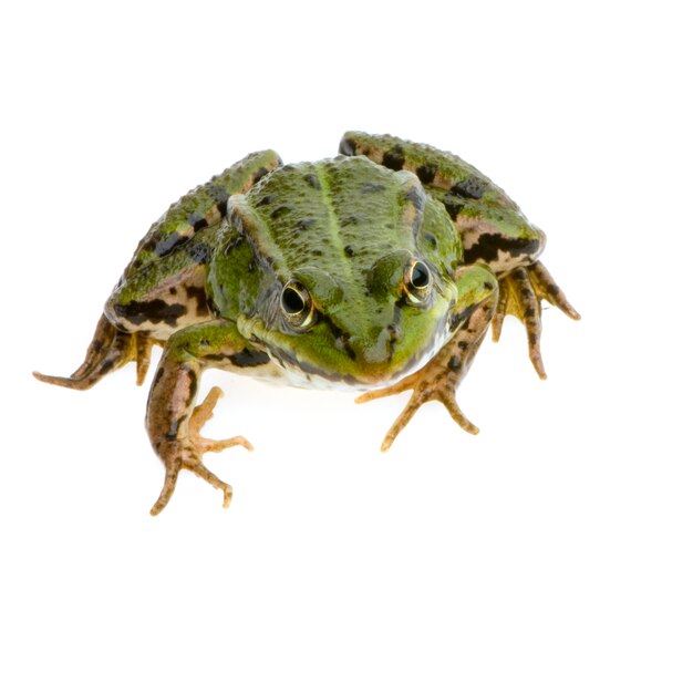 Edible Frog in front of a white background