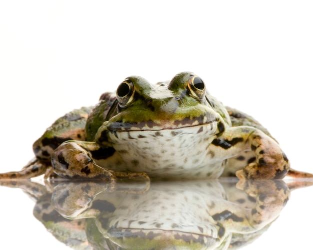 Edible Frog in front of a white background