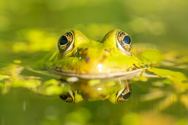 Съедобная лягушка (Pelophylax esculentus) в красивом озере