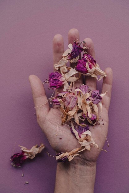 Photo edible fuchsia flowers in hand on purple background