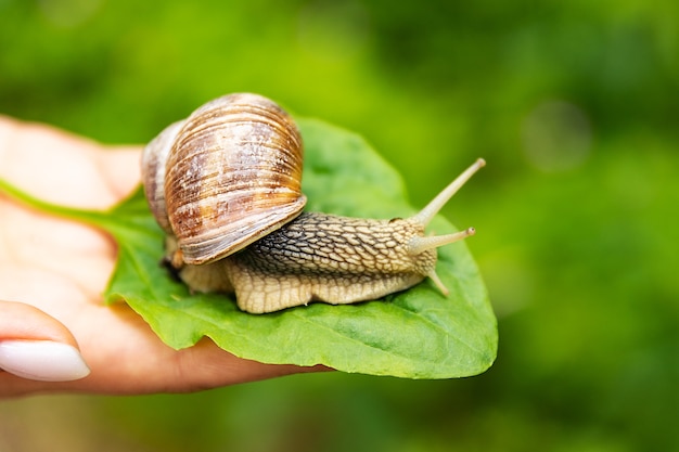 The edible grape snail Helix pomatia is a common large European land snail