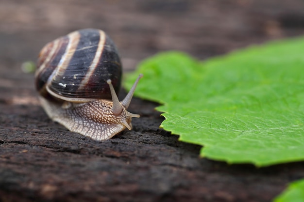 식용 나선 pomatia