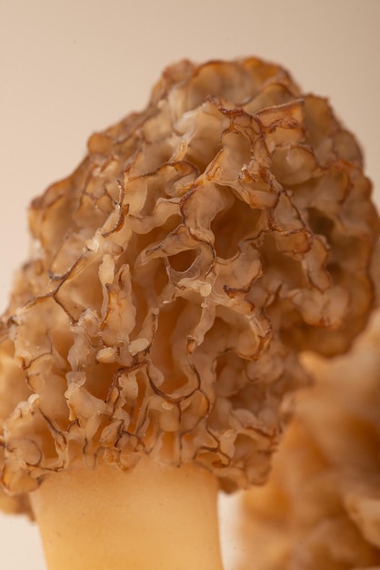 Съедобные грибы сморчка на светлом фоне Крупным планом весенний съедобный гриб