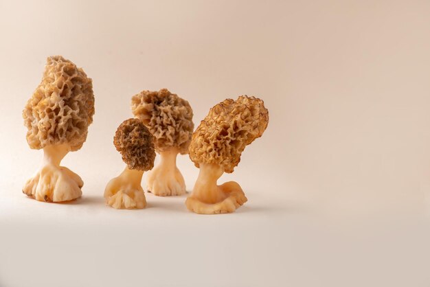 Edible morel mushrooms on a light background Spring edible mushroom