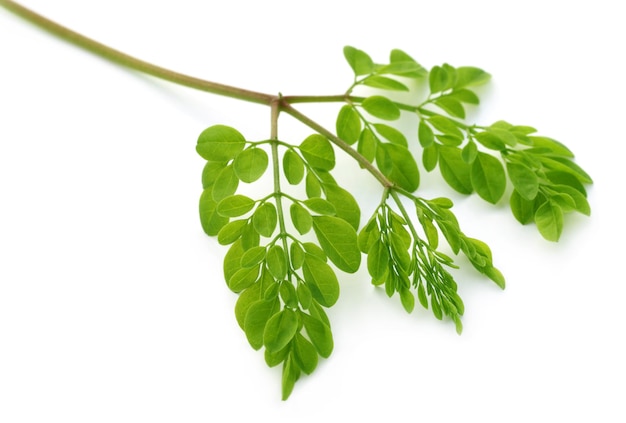 Edible moringa leaves fresh organic cultivated